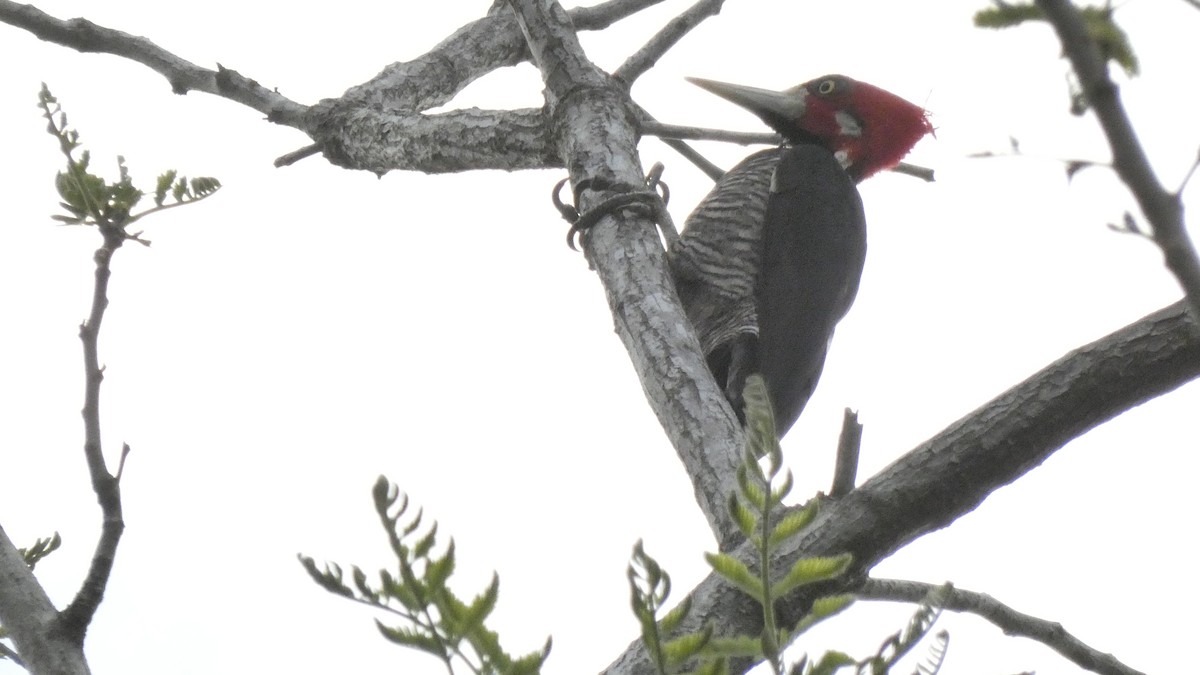Crimson-crested Woodpecker - ML611082159