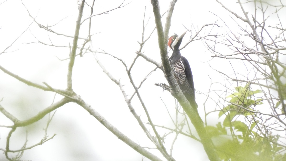 Crimson-crested Woodpecker - ML611082160