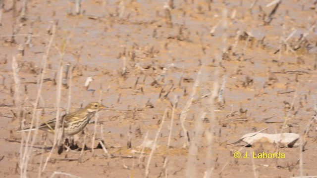 Meadow Pipit - ML611082209