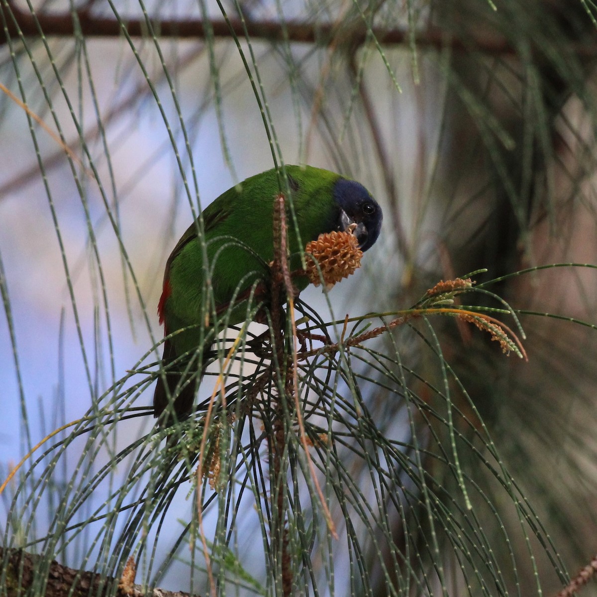 Blue-faced Parrotfinch - ML611082296