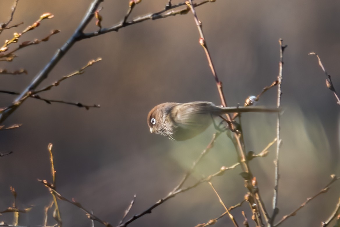 Spectacled Parrotbill - ML611082577