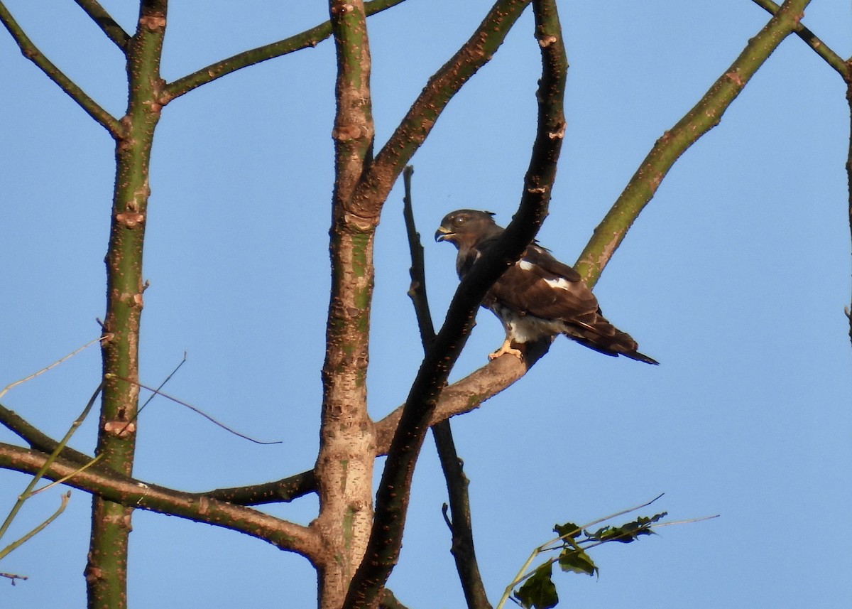 African Cuckoo-Hawk - ML611082841