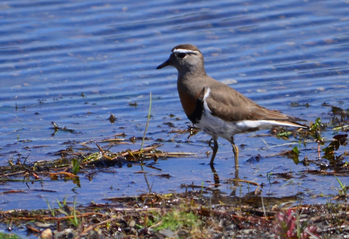 Rufous-chested Dotterel - ML611083072