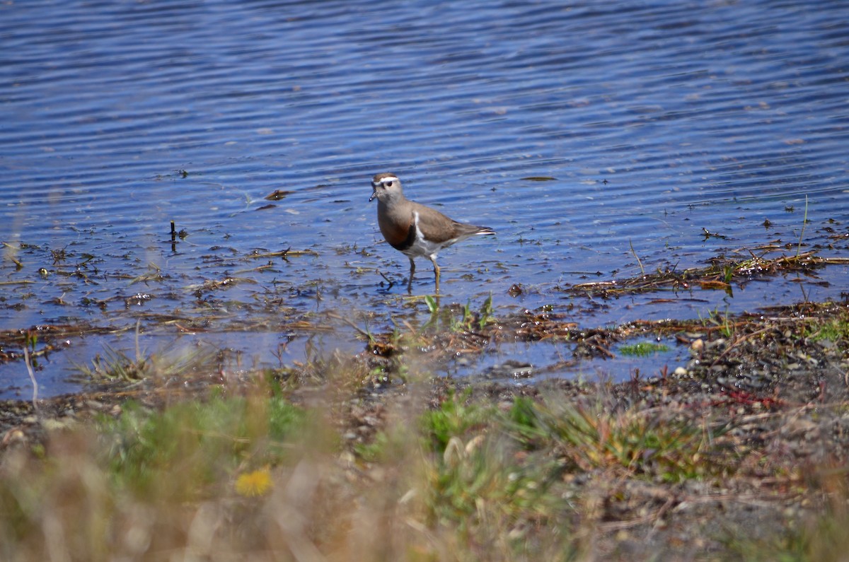 Rufous-chested Dotterel - ML611083073