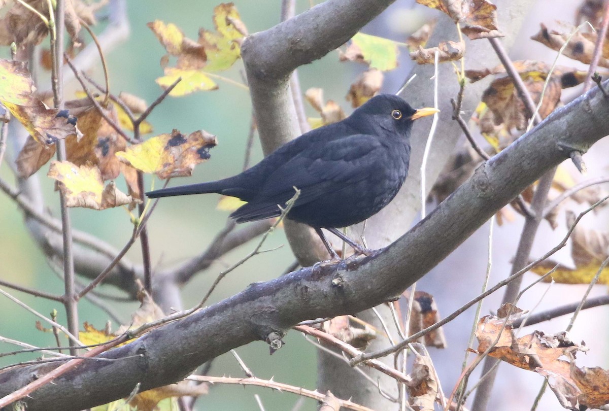 Eurasian Blackbird - ML611083454