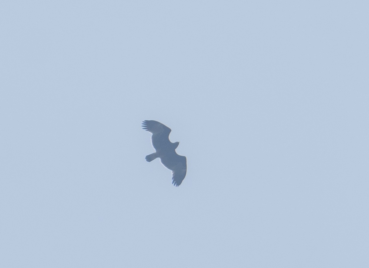 Greater Spotted Eagle - ML611083818