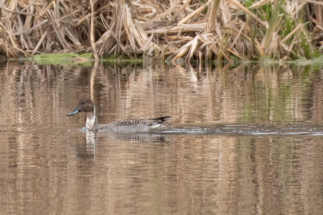 Northern Pintail - Gerry Gerich