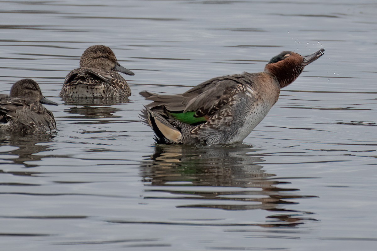 Green-winged Teal - ML611084510