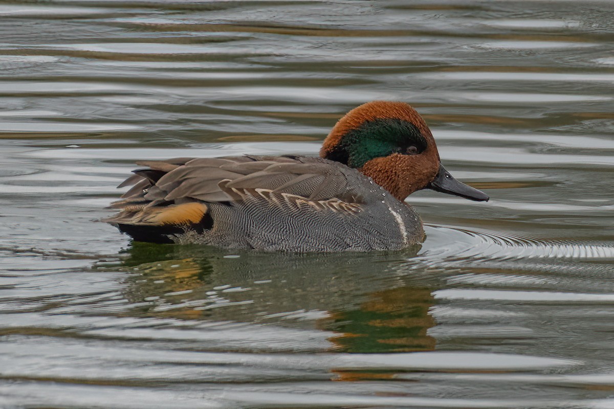 Green-winged Teal - ML611084512