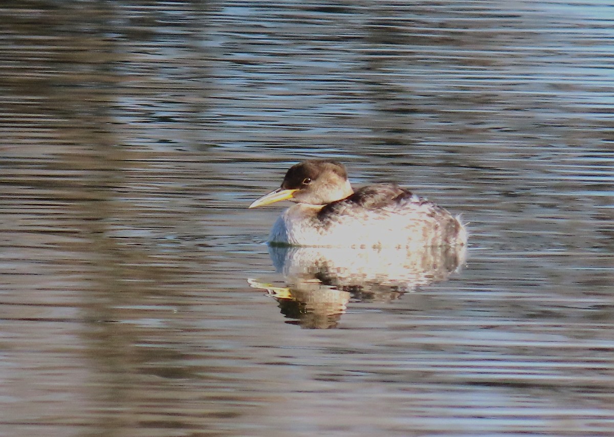 Red-necked Grebe - ML611084550
