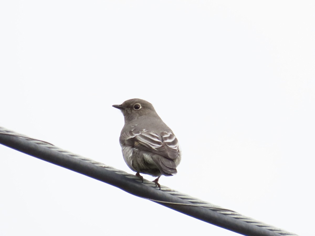Townsend's Solitaire - ML611085310