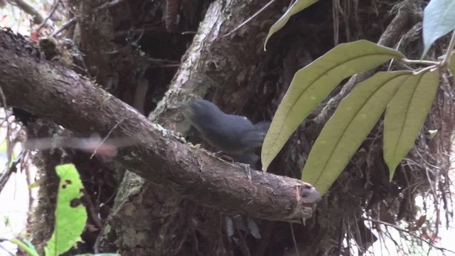 Trilling Tapaculo - ML611085710