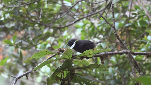 Trilling Tapaculo - ML611085711