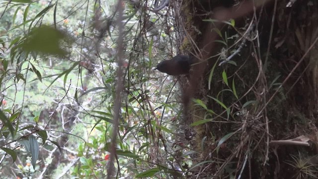 Trilling Tapaculo - ML611085712
