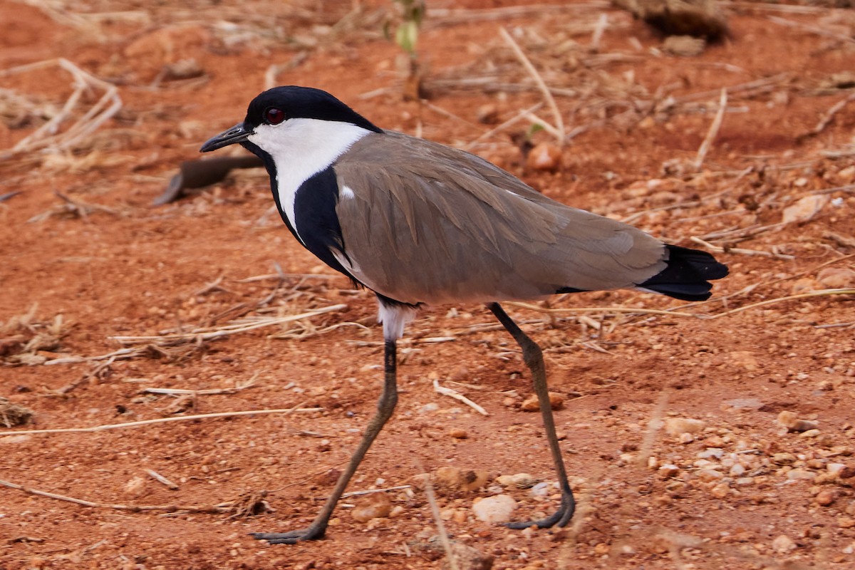 Spur-winged Lapwing - Oliver Kell