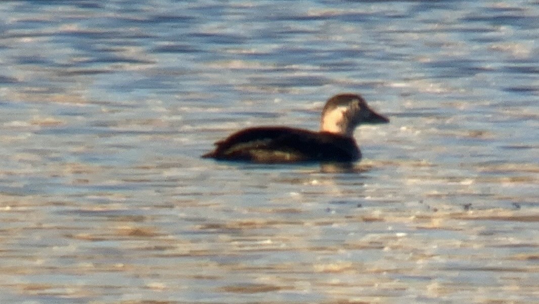 Long-tailed Duck - ML611086497