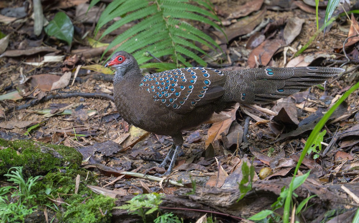 Hainan Peacock-Pheasant - Koel Ko