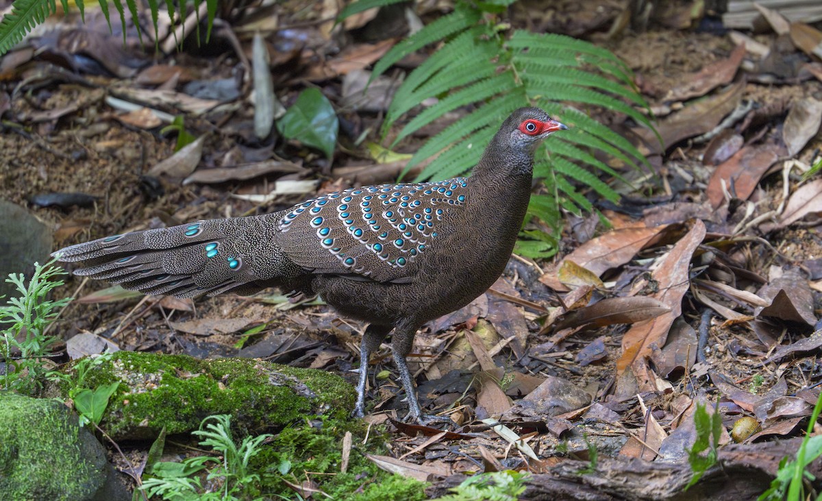 Hainan Peacock-Pheasant - Koel Ko