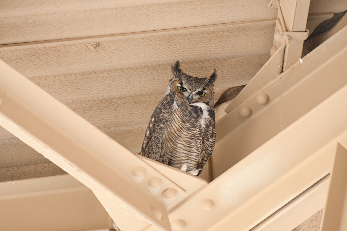 Great Horned Owl - ML611086830