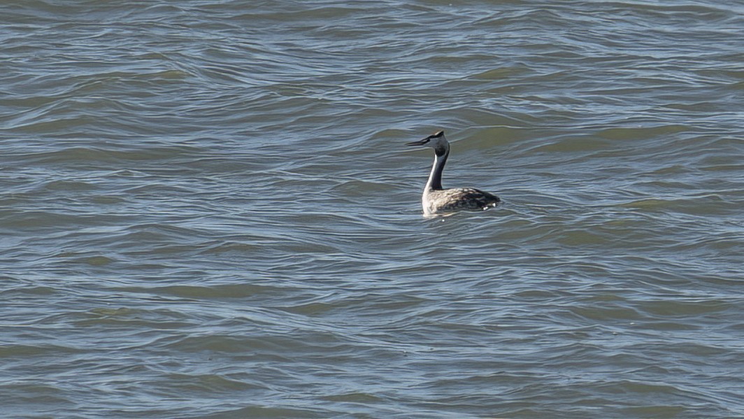 Great Crested Grebe - ML611086913