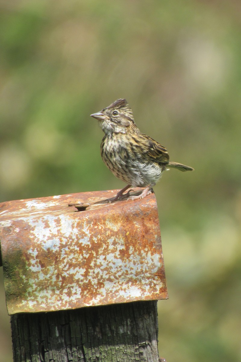 Rufous-collared Sparrow - ML611087102