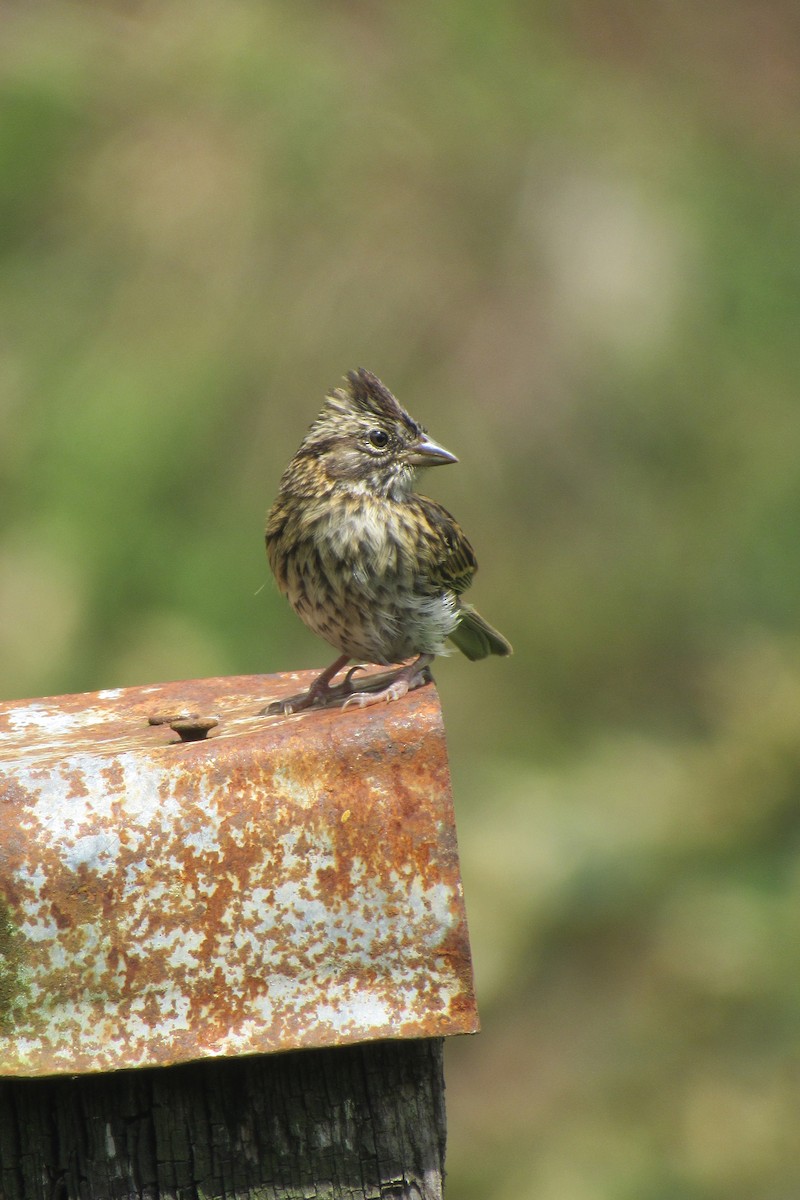 Rufous-collared Sparrow - ML611087103