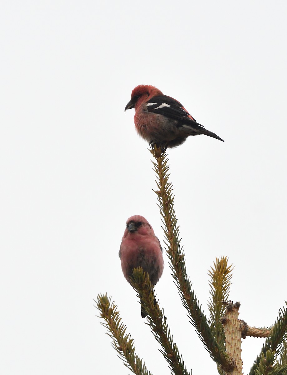 White-winged Crossbill - Sylvain Dallaire