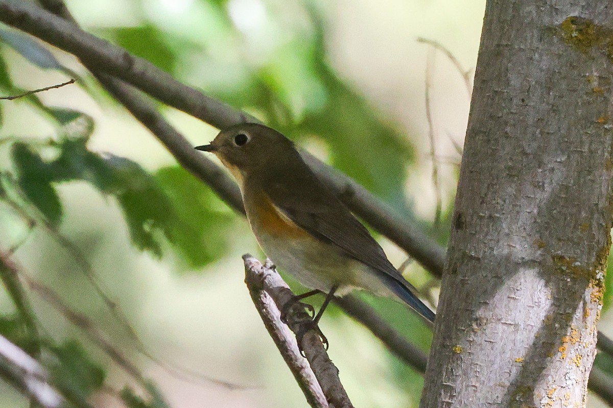 Red-flanked Bluetail - ML611087398