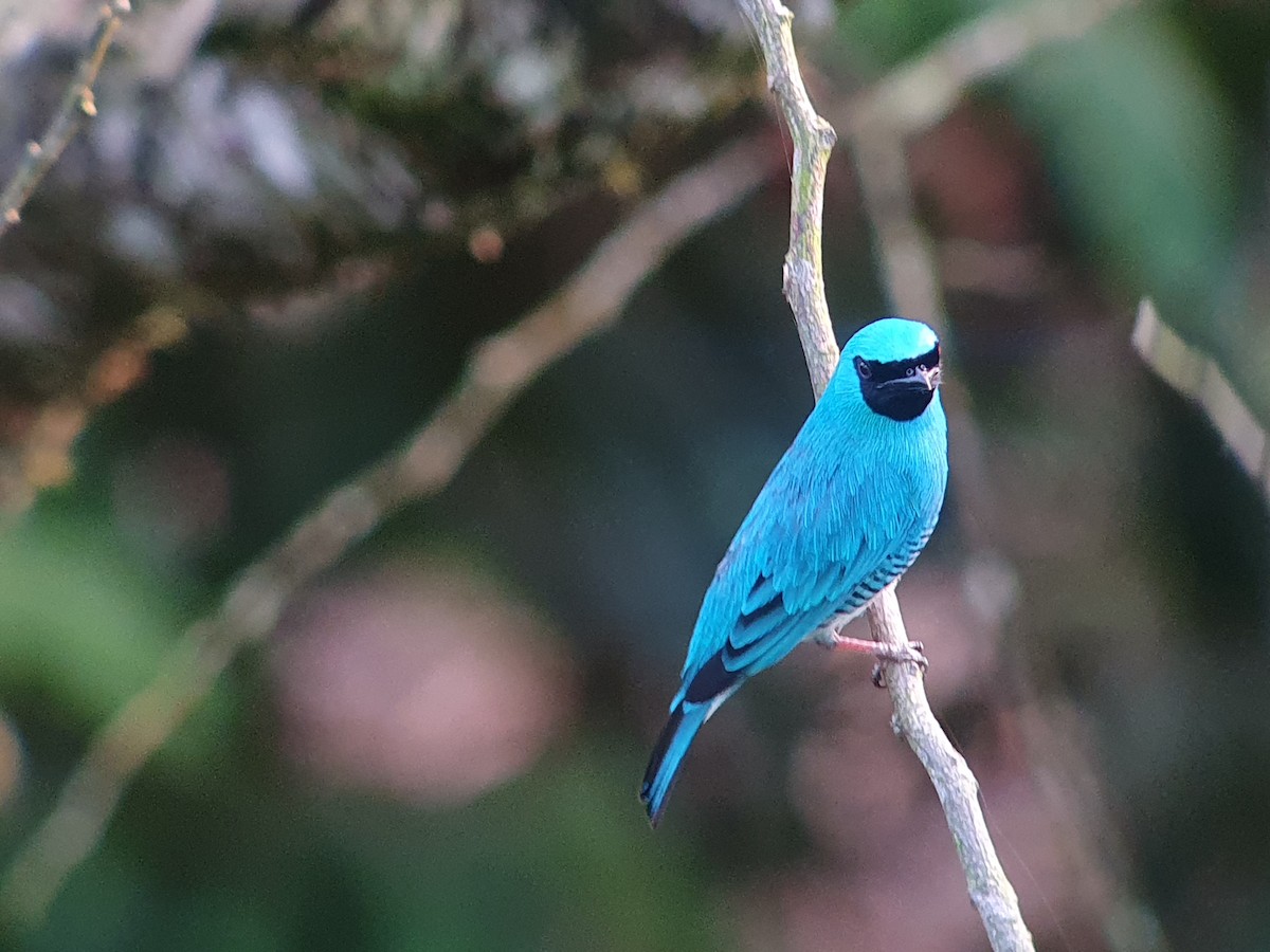 Swallow Tanager - ML611088307