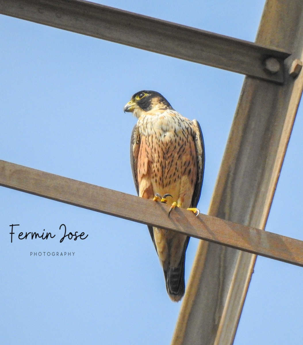 Peregrine Falcon (Shaheen) - ML611088328