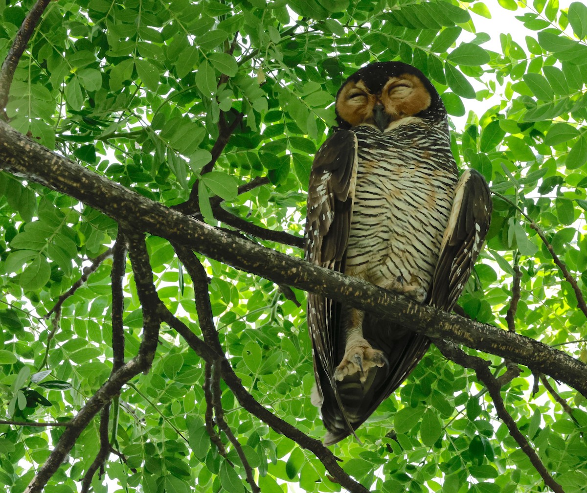 Spotted Wood-Owl - ML611088880