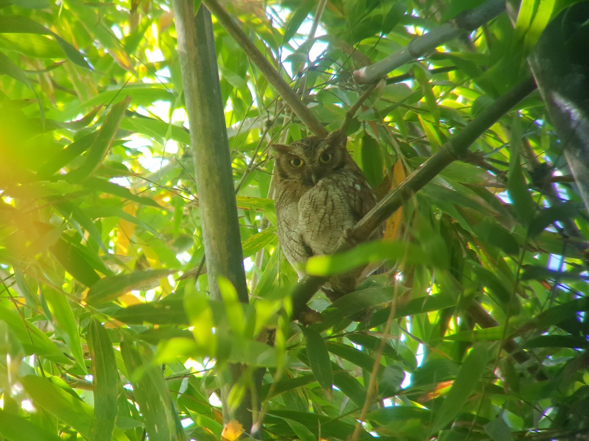 Tropical Screech-Owl - ML611089075