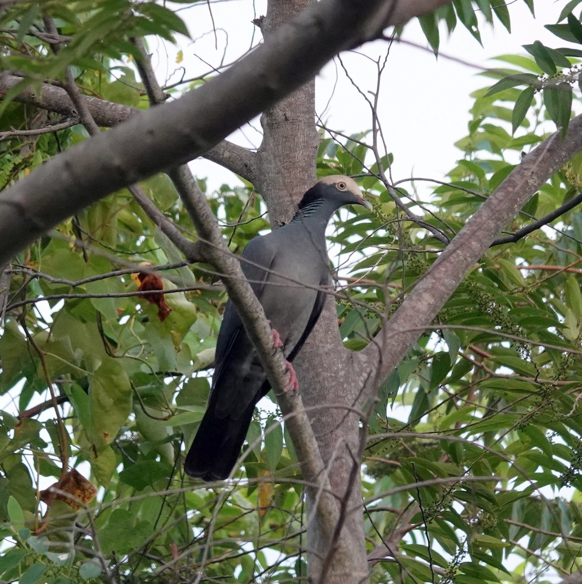 White-crowned Pigeon - ML611089134