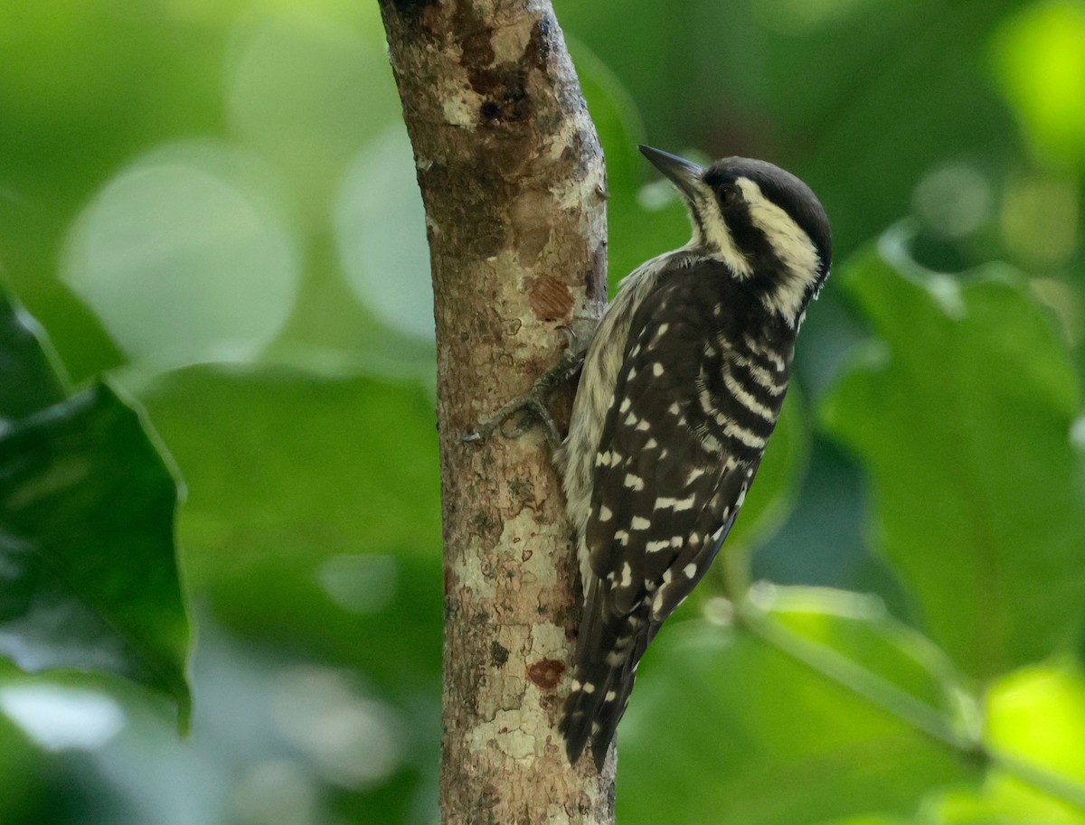 Sunda Pygmy Woodpecker - ML611089212