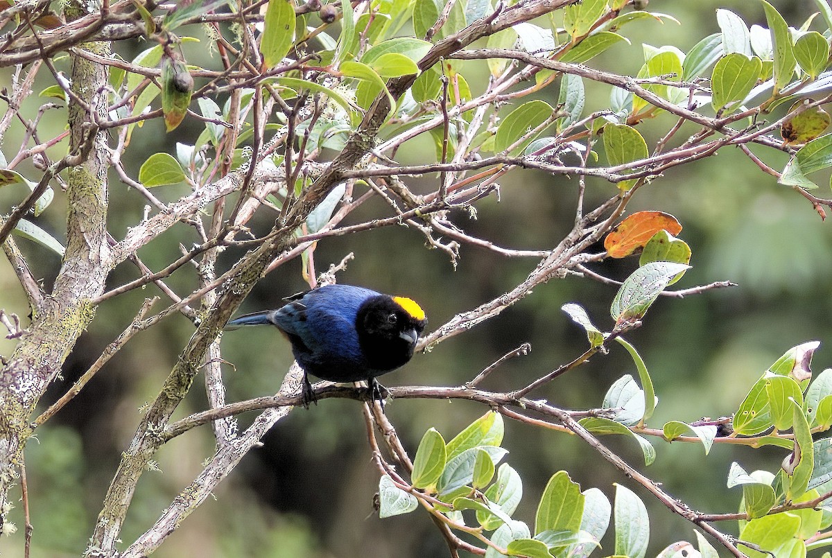 Golden-crowned Tanager - ML611089307