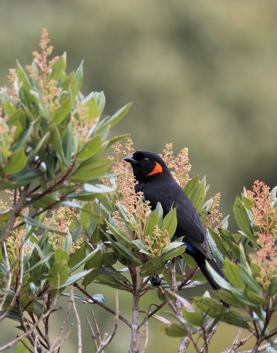Scarlet-bellied Mountain Tanager - ML611089321