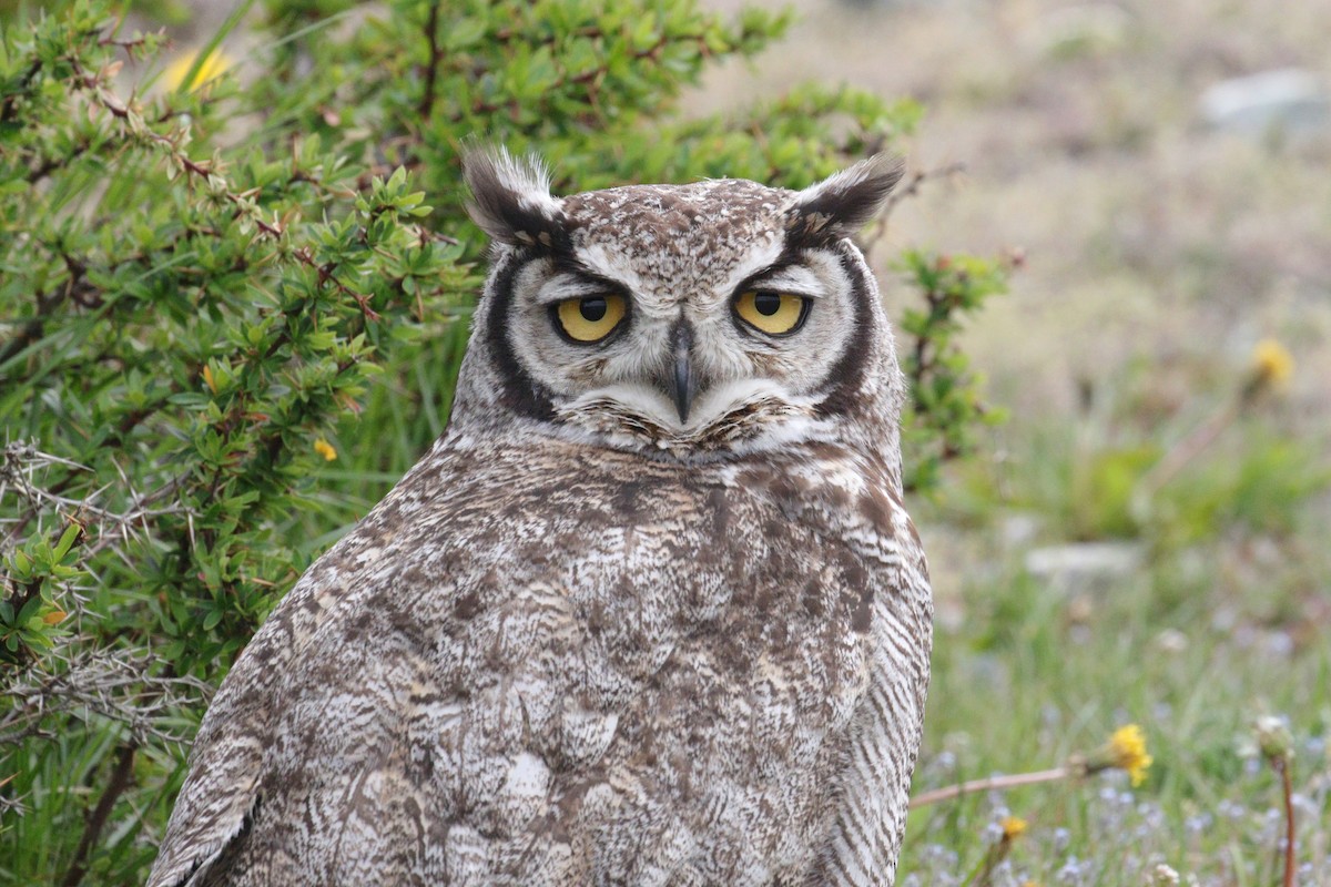 Lesser Horned Owl - ML611089330