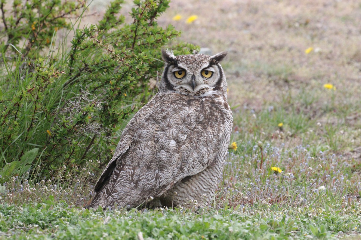 Lesser Horned Owl - ML611089331
