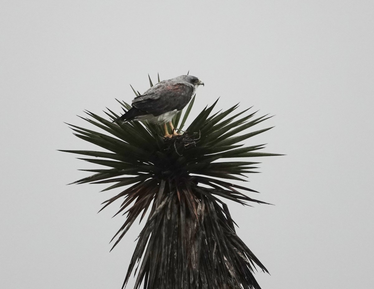 eBird Checklist 11 Nov 2023 Laguna Atascosa NWRBahia Grande Unit