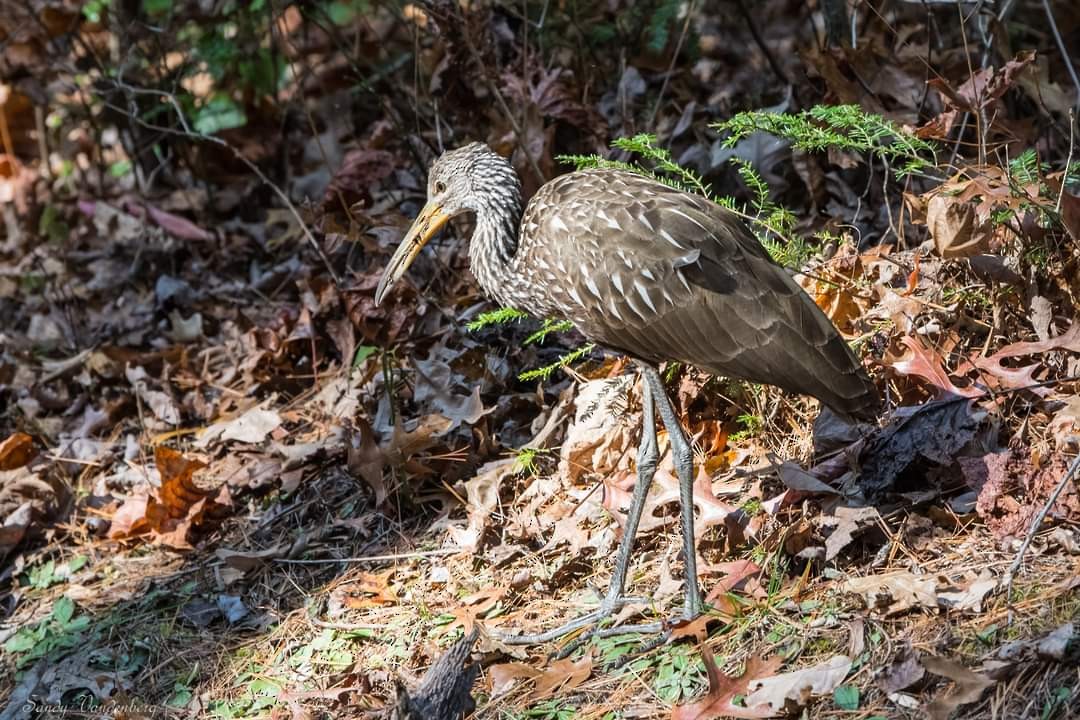 eBird Checklist 8 Nov 2023 Cades Cove loop Rd 1 species