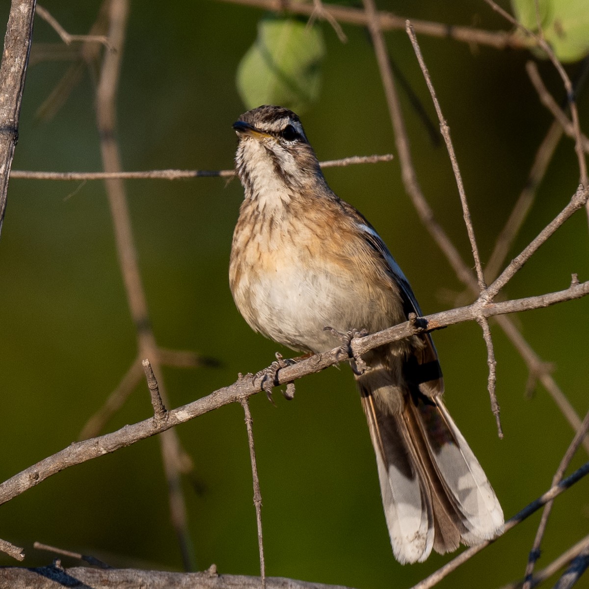 Red-backed Scrub-Robin (Red-backed) - ML611089883