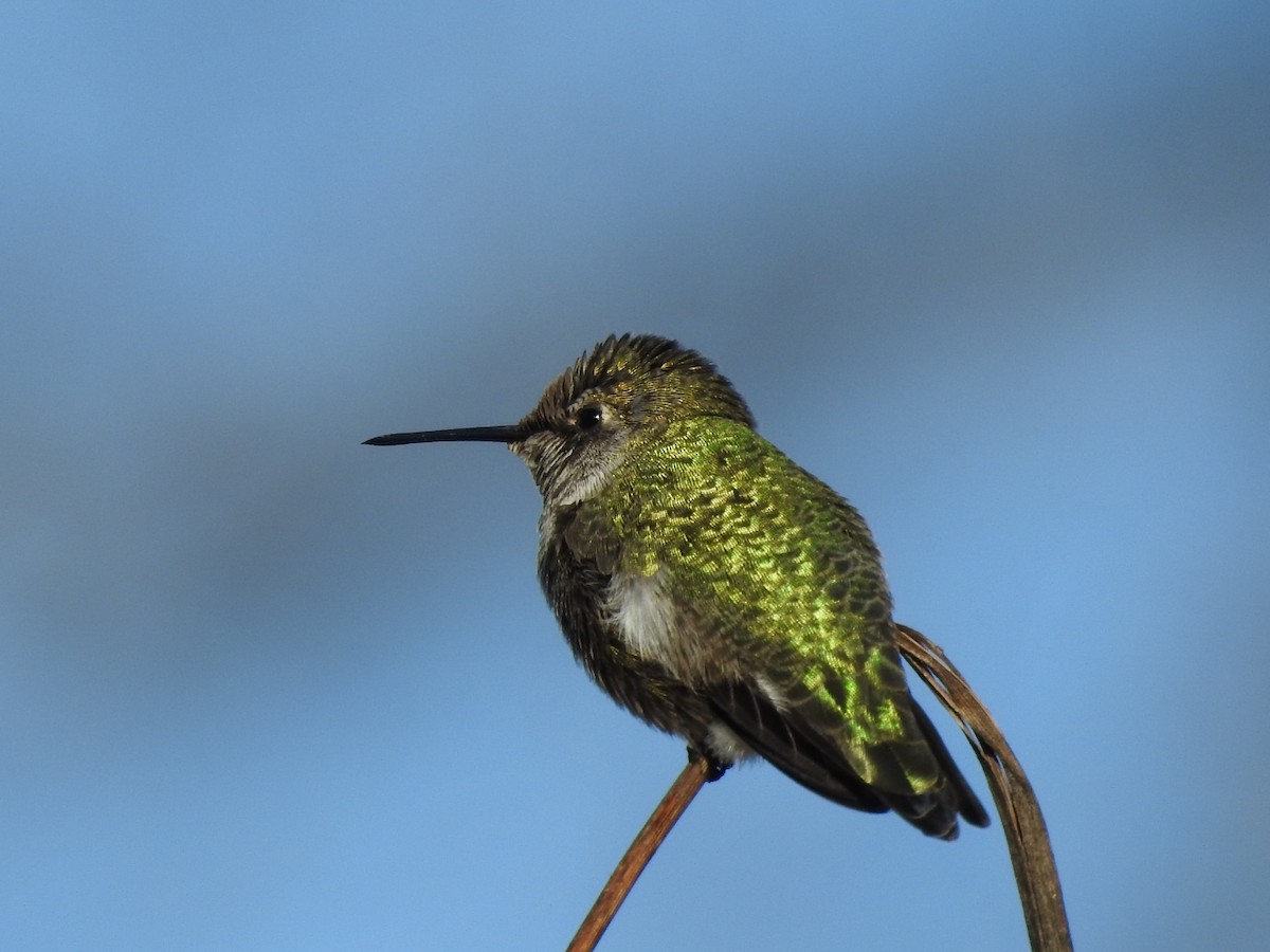 Anna's Hummingbird - Gary Reitan