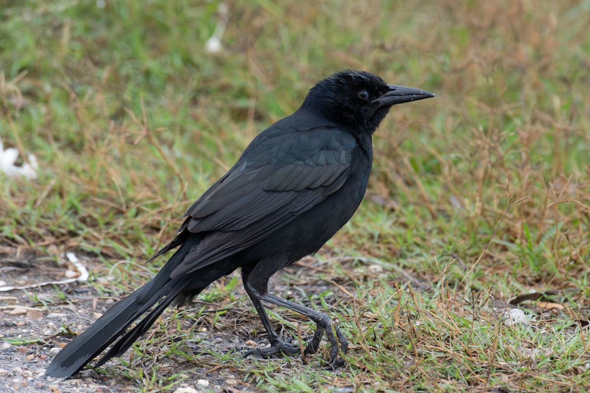 Boat-tailed Grackle - ML611090859