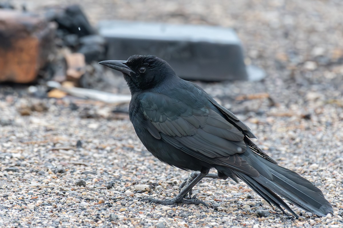 Boat-tailed Grackle - ML611090860