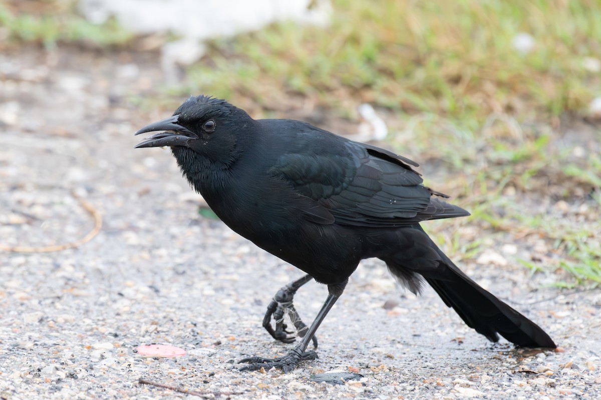 Boat-tailed Grackle - ML611090861