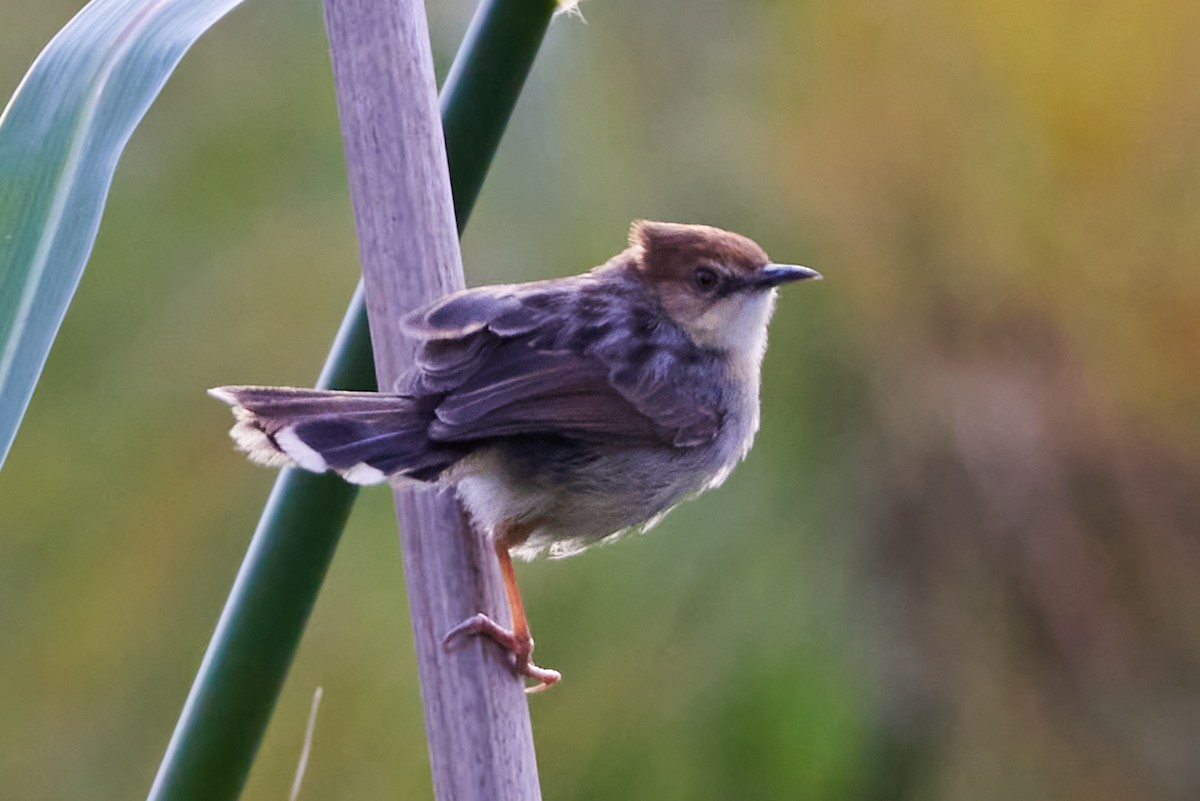 Carruthers's Cisticola - ML611091359