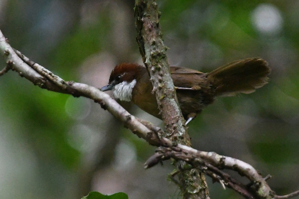 White-throated Oxylabes - Andreas Deissner