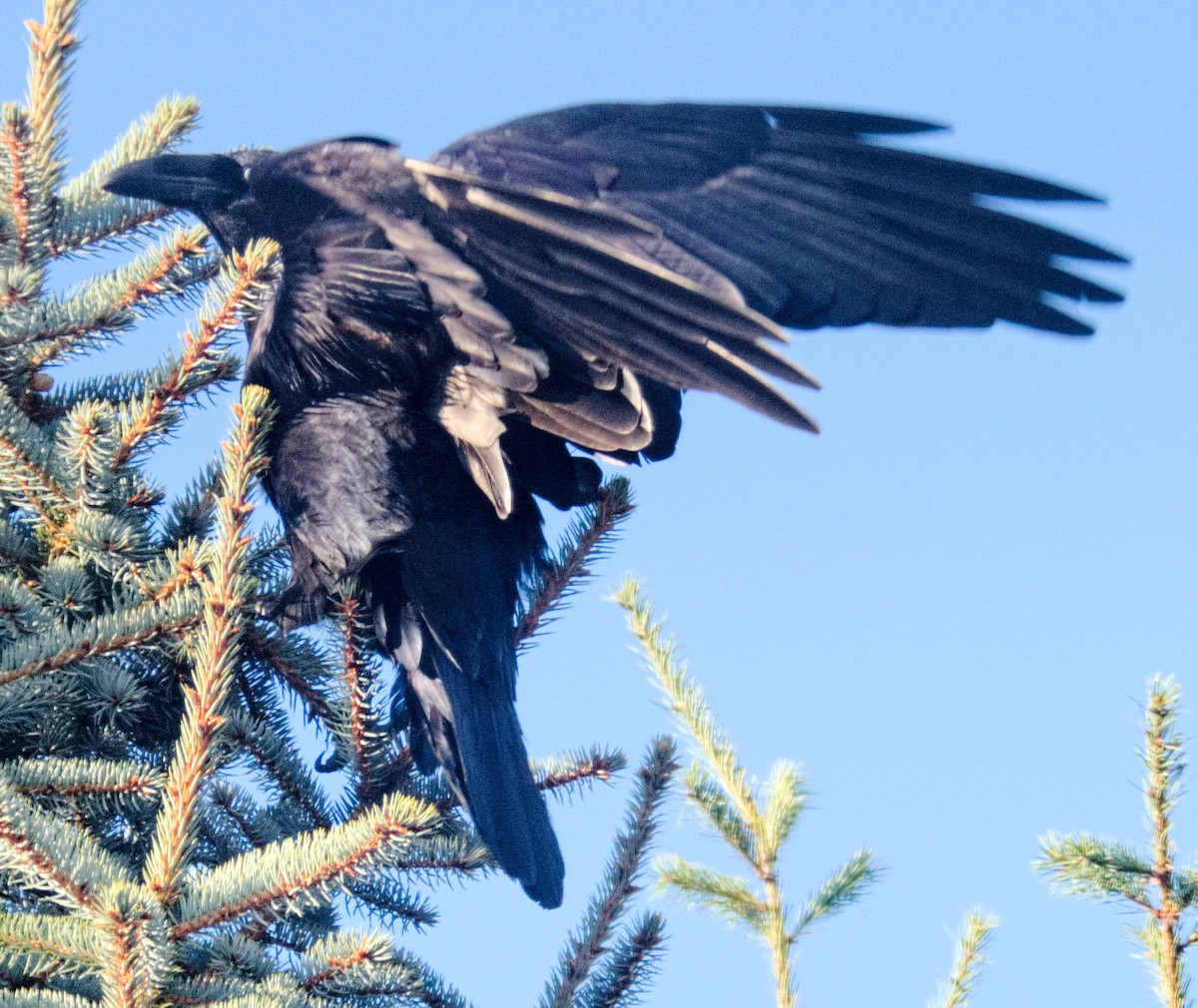Common Raven - ML611092013