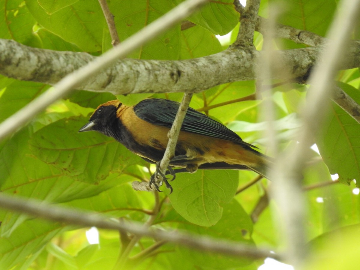 Burnished-buff Tanager (Stripe-bellied) - ML611092381