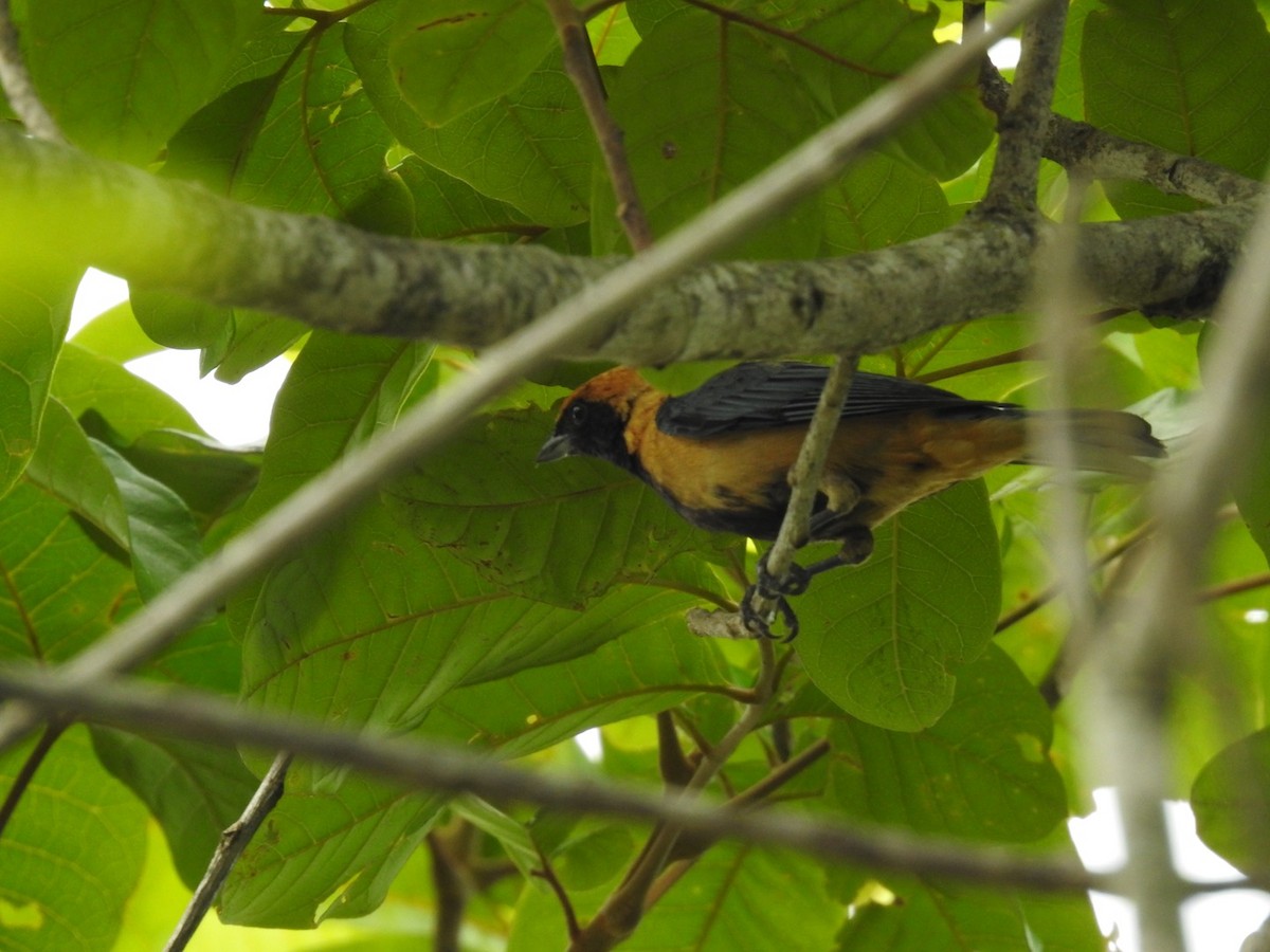 Burnished-buff Tanager (Stripe-bellied) - ML611092382